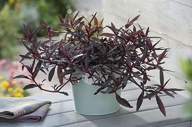 《我的世界》与《功夫熊猫》联动DLC震撼登场