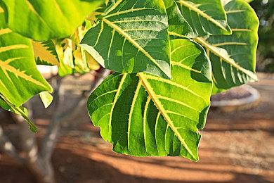 庆祝奥运会开幕 Steam《东京奥运官方游戏》免费玩